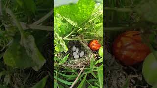 Egg Sparrow in Nest babyowl animals ayam owllove nature birdslover owl birds owlcam babyan [upl. by Herve510]