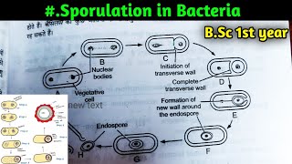 Sporulation in Bacteria  BSc 1st year Botany first semester  Microbiology and plant pathology [upl. by Elleiram806]