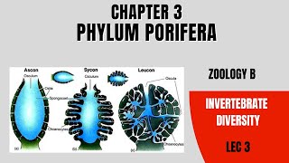 Phylum Porifera Lec 3 Zoology B Miller amp Harley Bs amp MS [upl. by Aihcsrop]