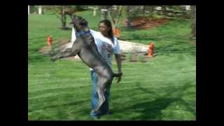 Cane Corso Jumping [upl. by Damon640]