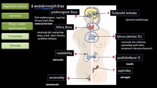 Biológia  Hormonálna sústava [upl. by Zitvaa]