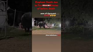 Elephant death due to fire kundrakudi karaikudi elephant death shorts shortsfeed viral [upl. by Nayrda]