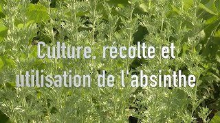 Absinthe  culture récolte et utilisation [upl. by Kuster]