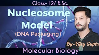 Nucleosome Model DNA Packaging [upl. by Inajna]