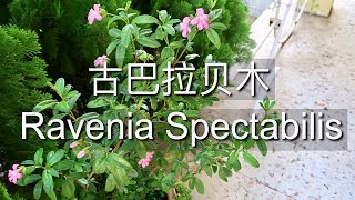 古巴拉贝木  Ravenia Spectabilis [upl. by Jasper]