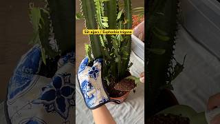 Süt ağacı  Euphorbia trigona bakımı 🌱🧤 bitkibakımı [upl. by Aromat]