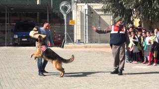 Jandarma Köpeği Tetik [upl. by Yrreg]