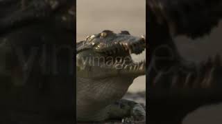 Nile crocodile Crocodylus niloticus swallows catfish prey Luangwa Zambia please subscribe🙏🙏🔥 [upl. by Ijuy831]