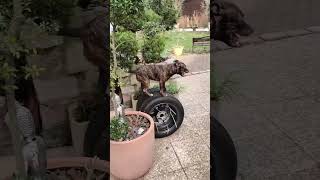 What the dog doing  🫣🐶 dog staffy staffordshirebullterrier agility parkour k9 apbt [upl. by Niles860]