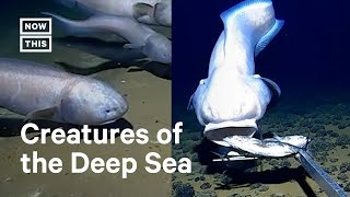 Unusual DeepSea Fish Found 6100 Meters Below Surface by Researchers [upl. by Julie]