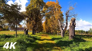 The Lost Church In Autumn  ASMR Relaxing Virtual Forest Walk 4k Nature Sounds No Music [upl. by Eerrehc]