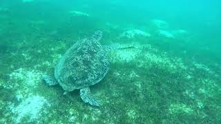 Philippines Oct 2024 Turtle and Whale Shark [upl. by Annmarie]