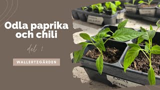 Odla paprika och chili Del 1 sådd [upl. by Shaum751]