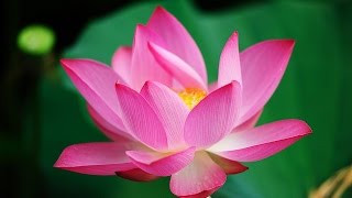 Lotus Flower Nelumbo nucifera in pond water [upl. by Valoniah]