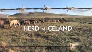 2013 Herd In Iceland Trailer [upl. by Hortense]