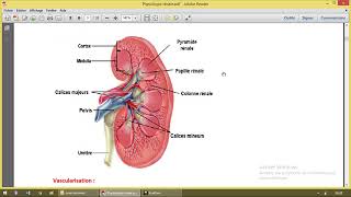 Physiologie rénale 1 généralités [upl. by Alius]