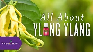 All About Ylang Ylang  Young Living Essential Oils [upl. by Redlac]