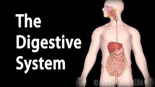 Physiology Basics the Digestive System Animation [upl. by Anirdua]