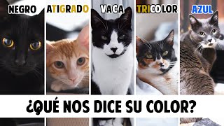 Conoce mejor a tu GATO según el COLOR DE SU PELO  Gatunalidad y curiosidades felinas [upl. by Oivlis]