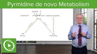 Pyrmidine de novo Metabolism ATCase Reaction – Biochemistry  Lecturio [upl. by Hgeilhsa]