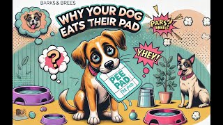 Why Your Dog Eats Their Pee Pad [upl. by Lajib]