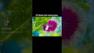 22 Betta Fish Tank Mates [upl. by Noraed]