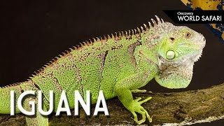 6 Insane Iguana Facts [upl. by Ghassan]