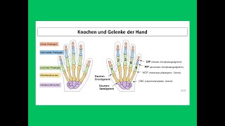 Knochen und Gelenke der Hand  Strahlentherapie Prof Hilke Vorwerk [upl. by Yrkcaz811]