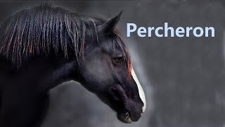 Percheron [upl. by Neb995]