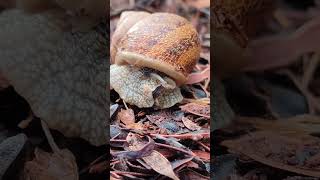 Helix pomatia known as the Roman snail Burgundy snail or escargot is a species of large [upl. by Enimrej]