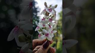 ചുട്ടിമുല്ലPseuderanthemum latifolium nature music song nature flowers love beautiful [upl. by Nehgaem824]