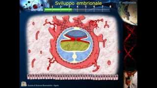 Embriologia  Lezione 2 Morula Blastula Impianto Gastrula e ripiegamento [upl. by Dugan]