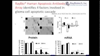 Antibody Arrays Used in Research [upl. by Demp]