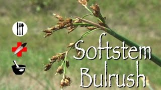 Softstem Bulrush Edible Medicinal amp Other Uses [upl. by Aioj]