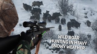 Wild Boar Hunting İn Heavy Snowy Weather  Karda Domuz Avı pighunt hoghunting domuz avı deer [upl. by Burne590]