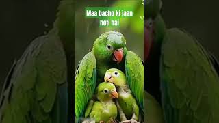 पास बुलाती है कितना रुलाती हैं Pass Bulati Hai  Jaanwar  Mothers Special Song ytshort shorts [upl. by Cummine957]