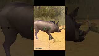 Common warthog Hunt  namibia  hunting clash  shorts [upl. by Sherman626]