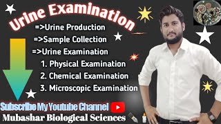 Urine Examination Urine Production Sample Collection Physical Examination [upl. by Rodavlas103]