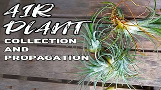 Air plant collection and propagation Tillandsia propagation [upl. by Ruthi]