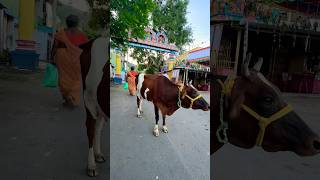 🐄  Girivalam 😯 tamil tiruvannamalai [upl. by Pond]