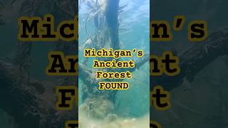 7000YearOld Petrified Forest Found in Michigan [upl. by Eedissac]