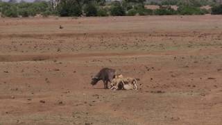 Four lions hunting in Tsavo National Park East Kenya 23062017 pt2 no editing [upl. by Artemis]