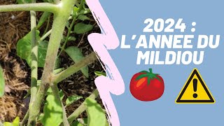 2024  Attention au Mildiou de la Tomate  Prévention et identification [upl. by Ellehcin278]