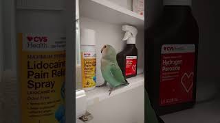 Is my bird smart IQ tests on my lovebird birds lovebirds cuteanimals cute [upl. by Safire]