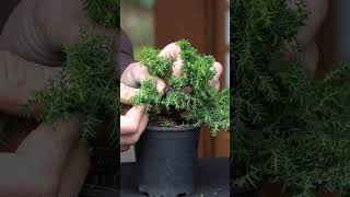 Cryptomeria progression Japanese cedar Bonsai bonsai [upl. by Atnahc]