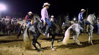 ⭐ CABALLOS BAILADORES DESPUES DE LA CABALGATA EN CULIACAN [upl. by Market]