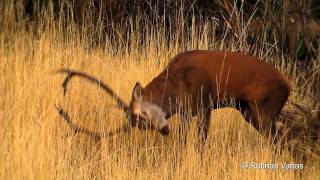 Ciervo excitándose Red deer Cervus ElaphusBerrea 2011Rutting Season [upl. by God]