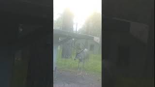 Sweetwater Plantation Buck Cam 376 [upl. by Ehsiom]