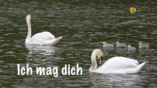 Ich mag dich [upl. by Uela]