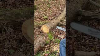 Milwaukee Dual Battery Chainsaw vs 12quot Oak [upl. by Akimed]